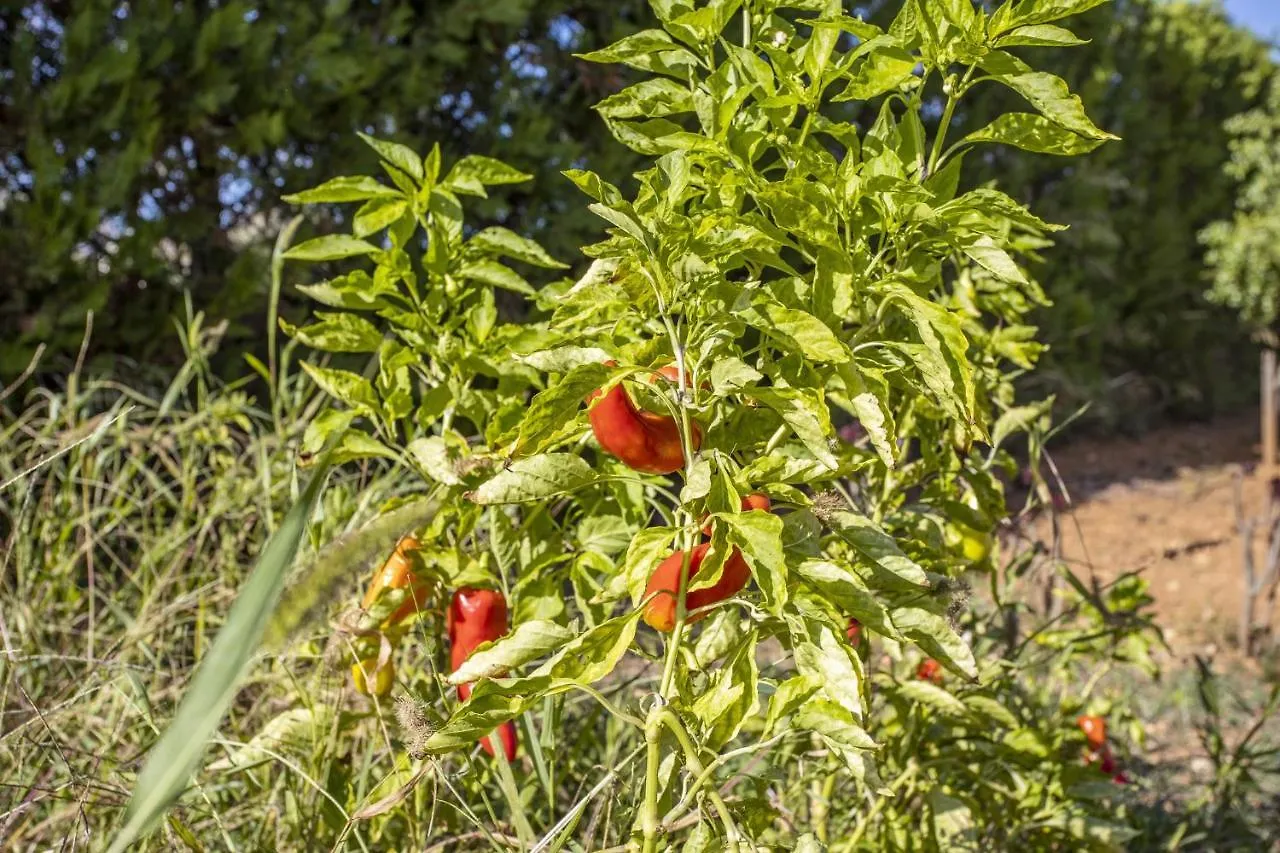 Finca Sa Tanqueta Rustica Country house Inca (Mallorca)